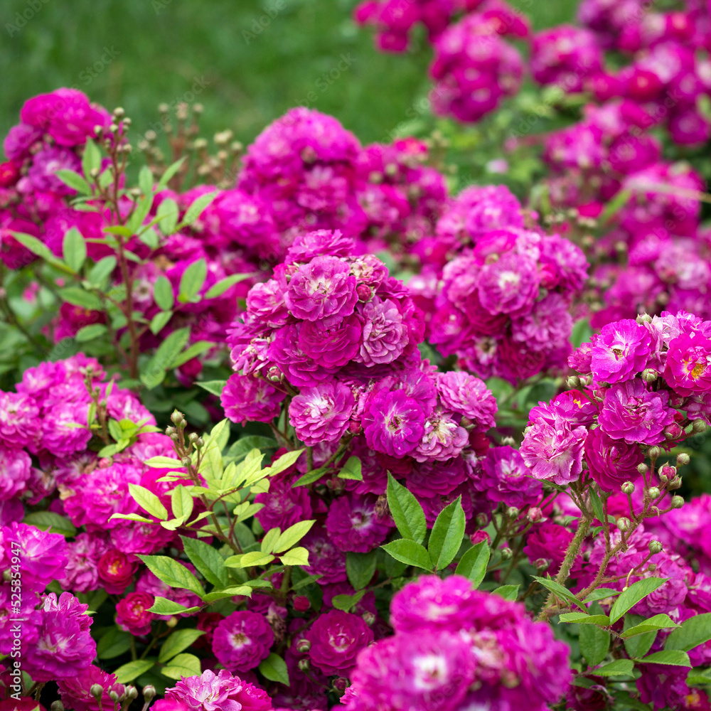 Beautiful bush of flowering fluffy rose roses in summer garden