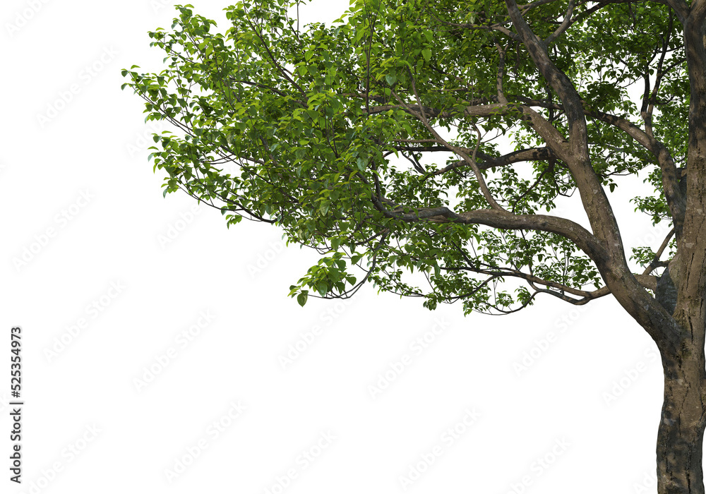 Obraz premium Foreground branch on a transparent background 