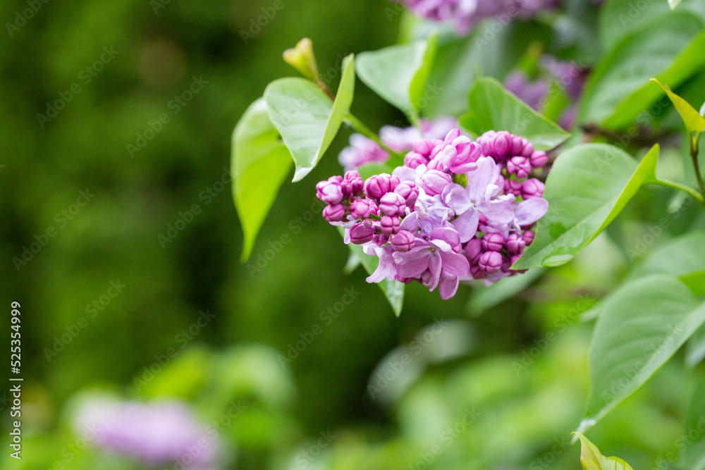 Syringa. Blooming branches of lilac close-up. Lush bloom of lilacs. Syringa. Blooming branches of lilac close-up. Lush bloom of lilacs.