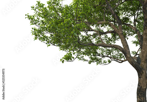 Foreground branch on a transparent background 