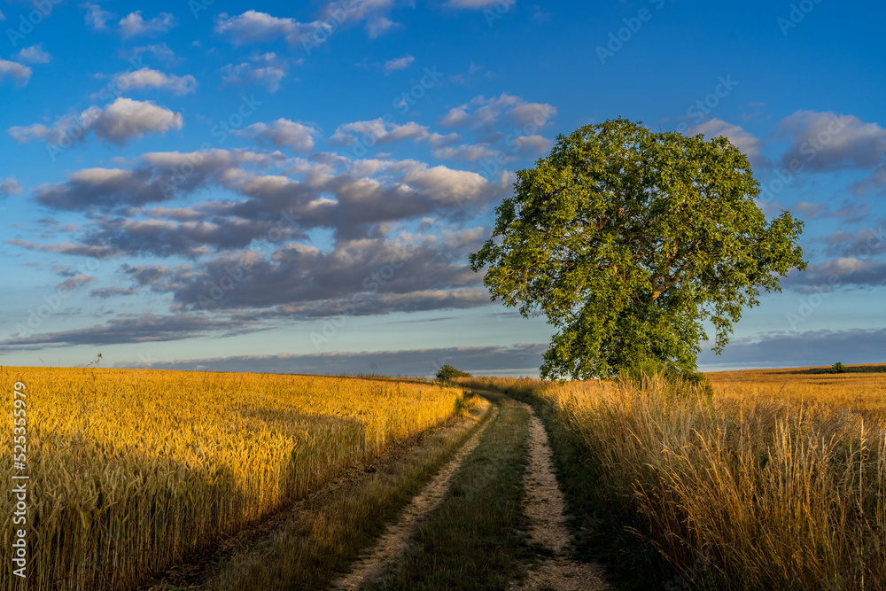 Naklejka premium Paysage campagne 1412