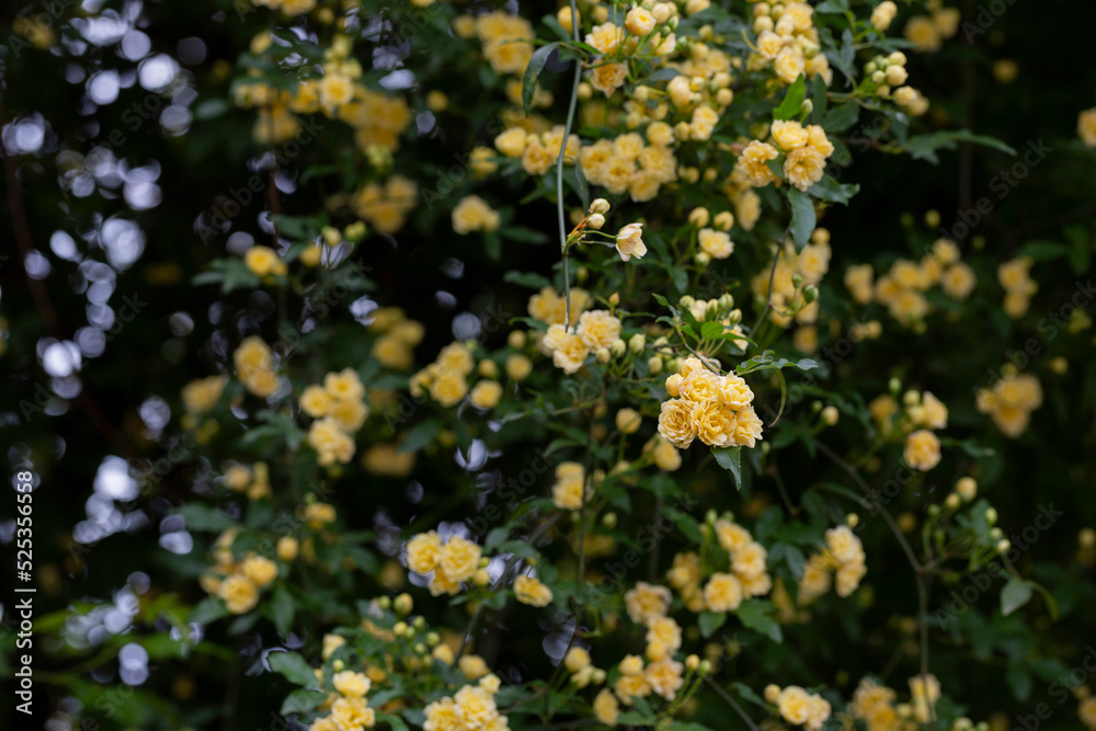 Small yellow roses Rosa banksiae illuminated by the sun in the garden selective focus Small yellow roses Rosa banksiae illuminated by the sun in the garden selective focus