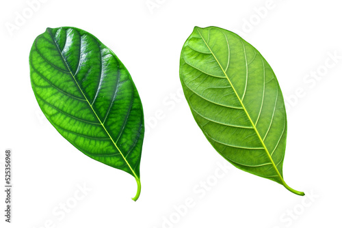 green leaf plant leaves isolated on white background