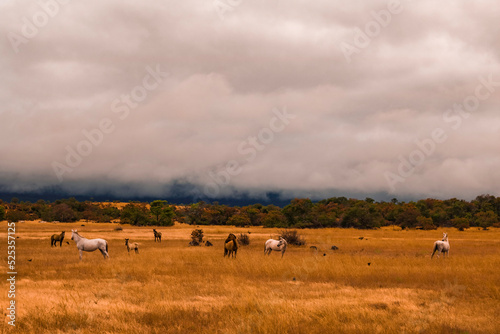 Wild horses in Roraima Fields, Brazil