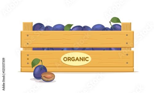 Wooden box with plums. Fruit box icon. Vector illustration isolated on white background.