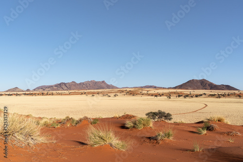 Desert landscape with acacia trees red sand dunes and grass in NamibRand Nature Reserve, Namib, Namibia, Africa