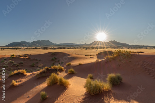 Sunset in desert landscape with acacia tree, NamibRand Nature Reserve, Namib, Namibia, Africa photo