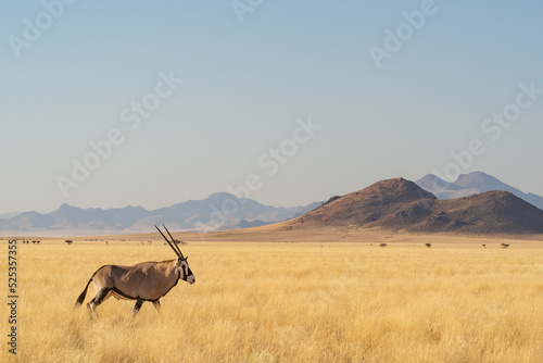 Desert landscape with acacia trees and posing oryx in NamibRand Nature Reserve,  Namib, Namibia, Africa photo