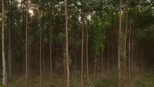 Filme aéreo, de floresta de reflorestamento, com eucaliptus voltado para a fabricação de papel e celulose, em Limeira, São Paulo, Brasil photo