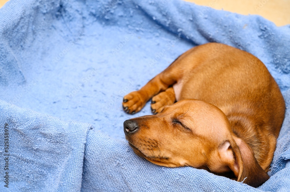 A young puppy of a hunting breed of dachshund sleeps sweetly in a sound sleep curled up on a soft couch. Studio photo - view of a sleeping dog.