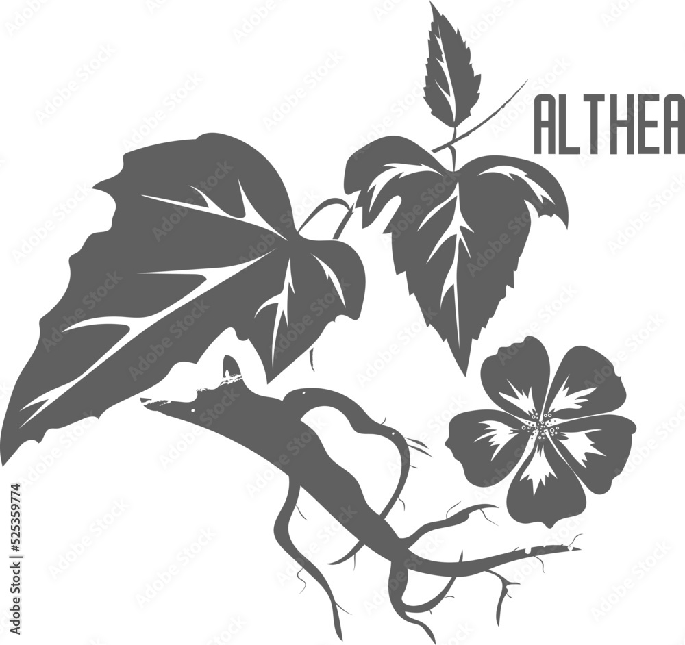 Althea plant vector silhouette isolated. Althaea officinalis plant medicinal herbal. Althaea officinalis flower and root silhouette illustration for pharmaceuticals and cosmetology. Althea plant vector silhouette isolated. Althaea officinalis plant medicinal herbal. Althaea officinalis flower and root silhouette illustration for pharmaceuticals and cosmetology.