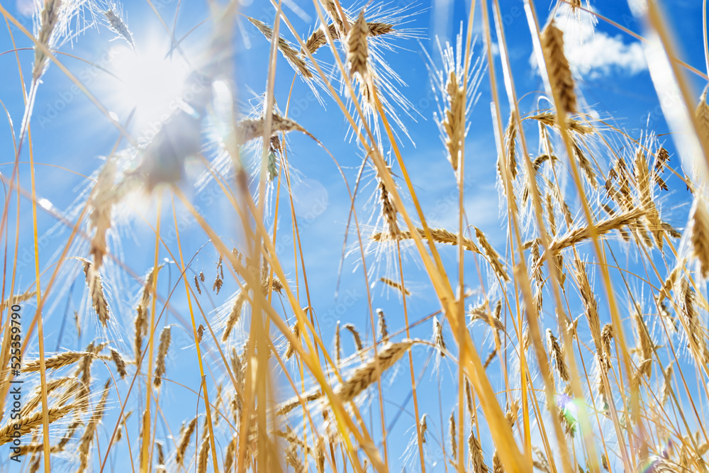 Grain crops on field against blue sky. View below of grains crop on field. Harvest wheat, barley, rye as creative background. Ears of cereals at sunlight, lens flare light effect - obrazy, fototapety, plakaty 