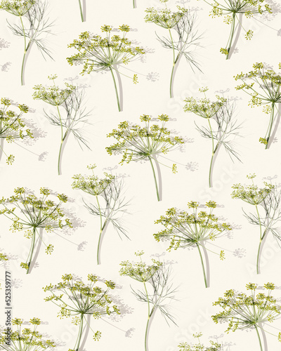 Flowering fresh dill  nature umbrella flower of herb Dill on beige background. Autumn natural aesthetic pattern with spicy herb fennel. Natural background top view  sunlight and shadow
