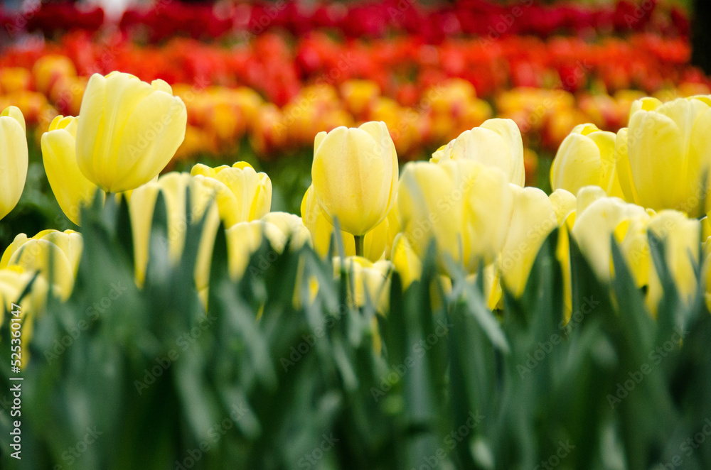 Obraz premium Tulipani a Keukenhof