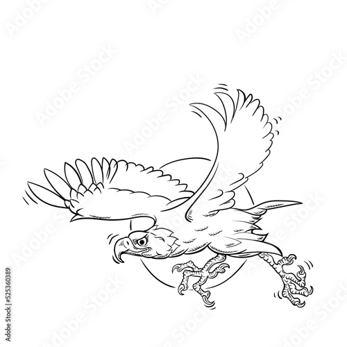 aquila