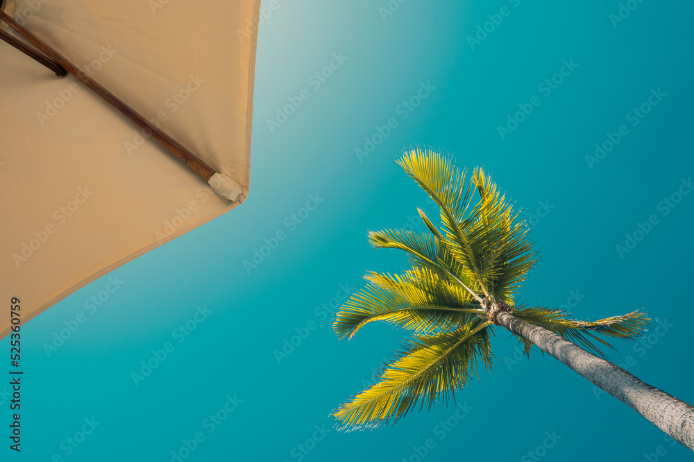 palm tree with umbrella on blue background