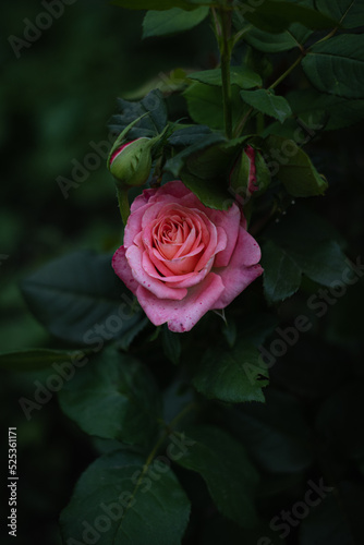 pink rose on a black