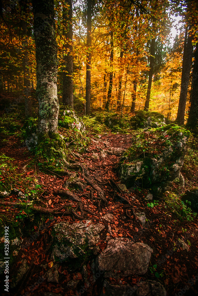 Fototapeta premium Autumn comes in the forests of the Italian Alps