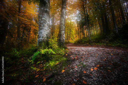 Autumn comes in the forests of the Italian Alps 