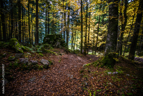 Autumn comes in the forests of the Italian Alps

