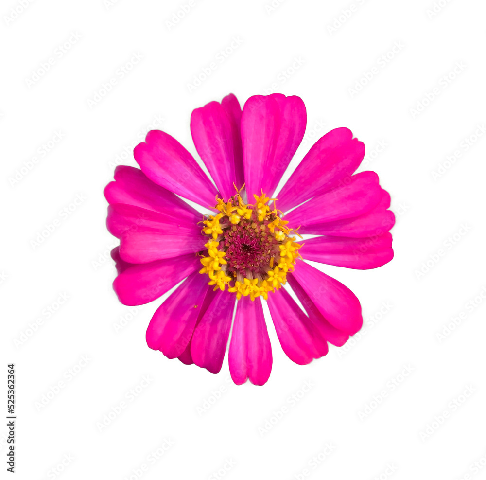 zinnia flowers on a white background zinnia flowers on a white background