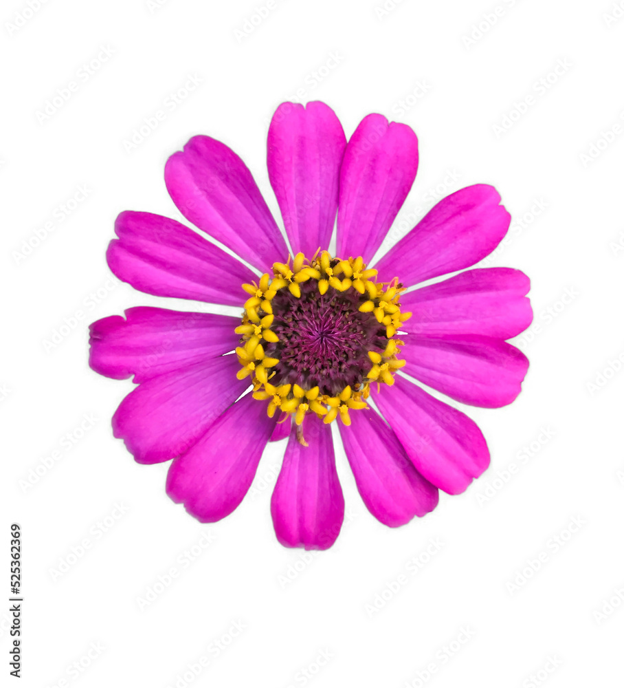 zinnia flowers on a white background