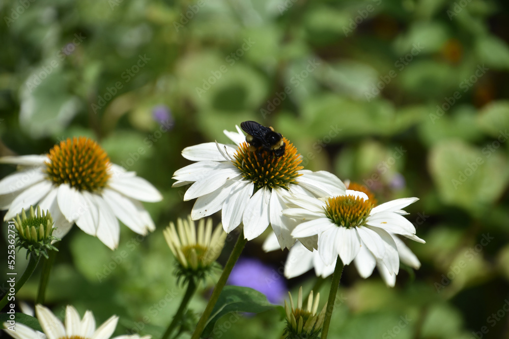 Bee Pollinating a Garden of White Coneflowers Bee Pollinating a Garden of White Coneflowers