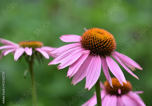 Garden with Flowering Pink Coneflower Blossoms in Bloom