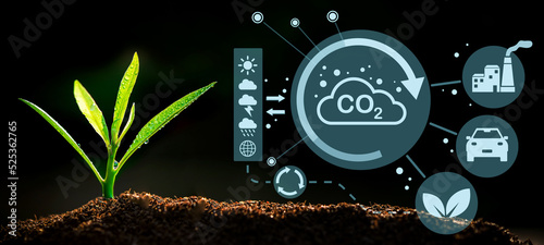 Obraz na plátně The Sapling are growing from the soil with sunlight and carbon dioxide absorb cy