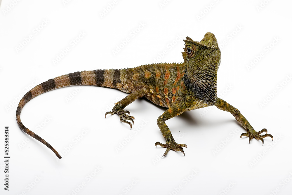 Fototapeta premium Forest Dragon (Gonocephalus liogaster ) in white background 