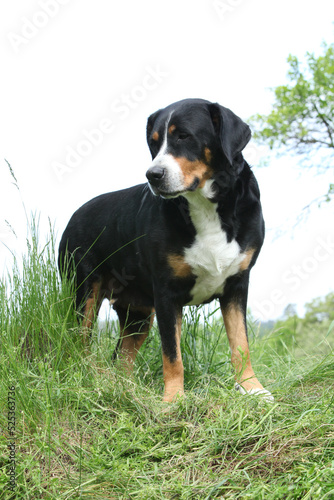 Greater Swiss Mountain Dog in the garden