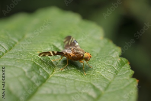 fly Rhagoletis on a leaf