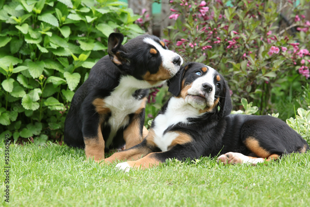 Puppies of Greater Swiss Mountain Dog in the garden