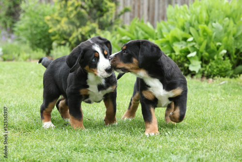 Puppies of Greater Swiss Mountain Dog in the garden