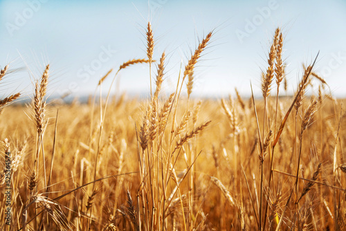 Golden ears of ripe wheat