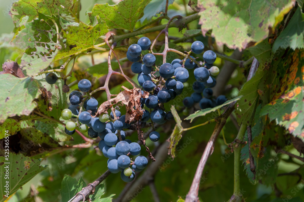 Wild Grapes Ready For Picking In August