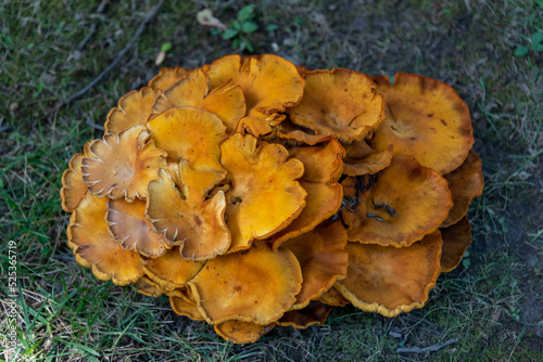 Orange Peel Fungus Growing In The Park