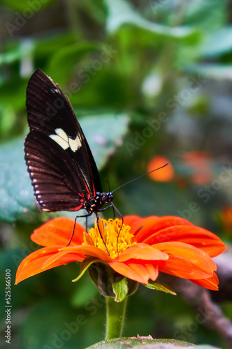 Butterfly at Medellin Botanical Garden in Colombia