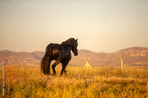 Friesian colt in meadow. Beautiful landscape with horse