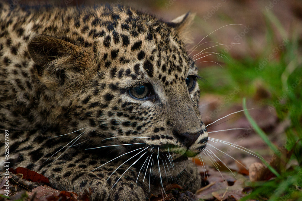 Obraz premium Sri Lankaanse panter welp