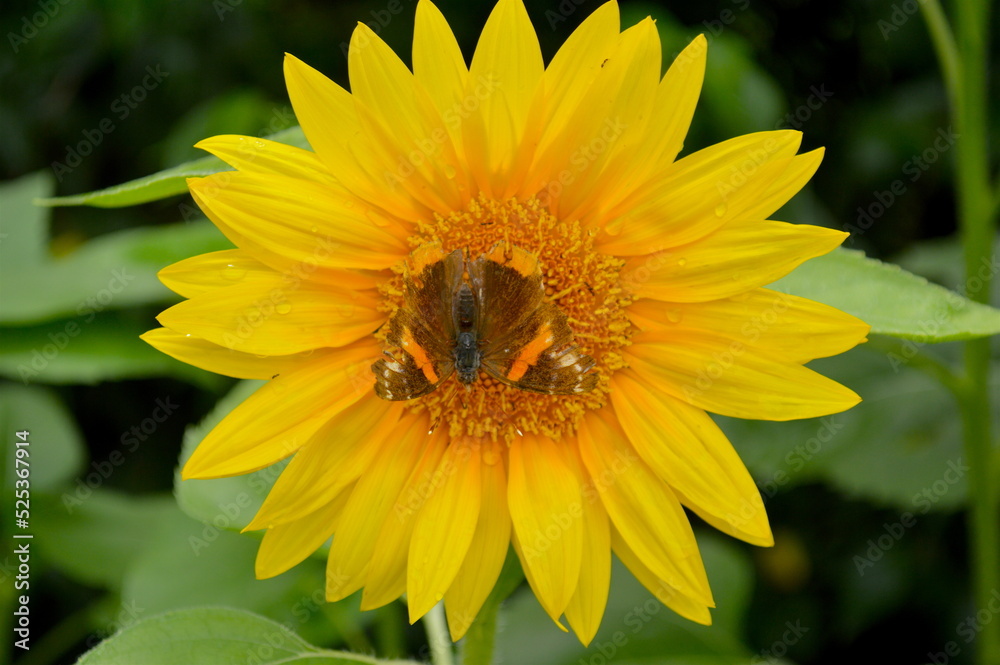 Fototapeta premium Red Admiral Butterfly on a Sunflower