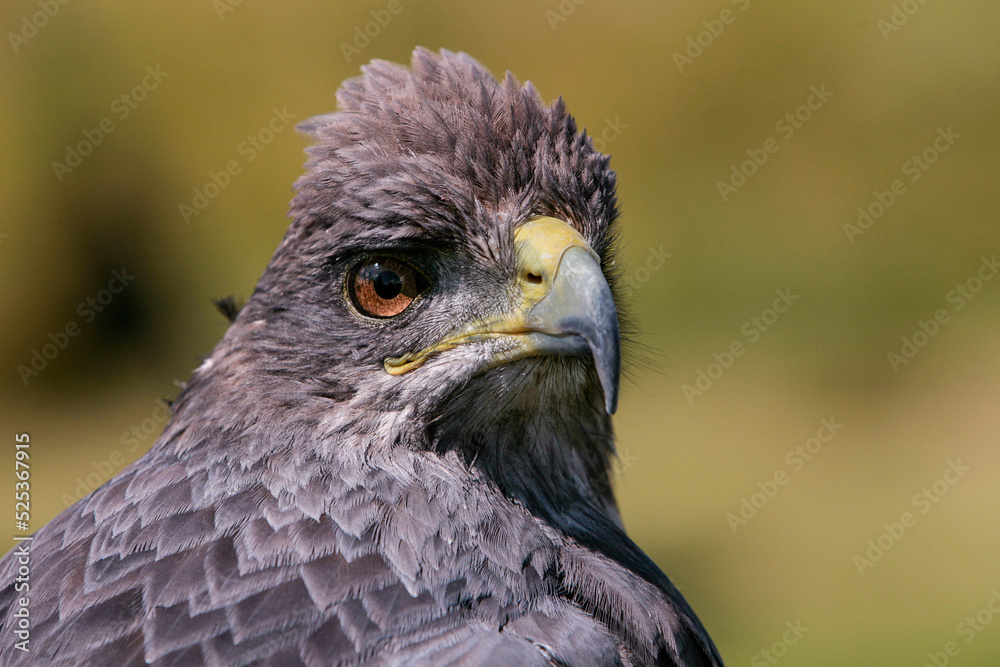 Fototapeta premium Arendbuizerd