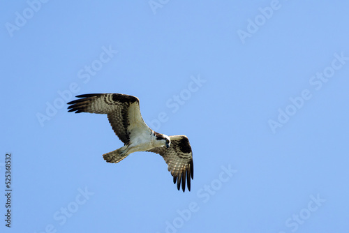 Osprey in Flight