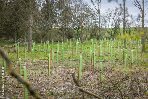 Planting trees, growing tree saplings in a UK woodland photo