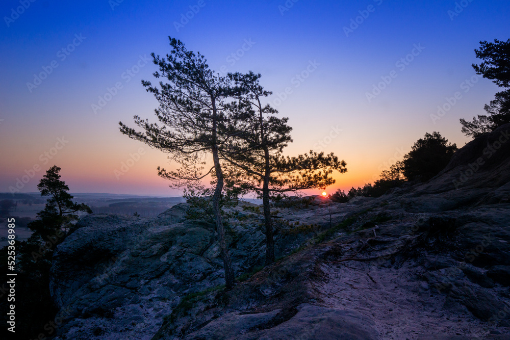 Fototapeta premium Zwei Bäume