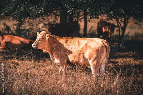 Kuh / Limousin-Rind auf sommerliche trockener Weide in einer Herde