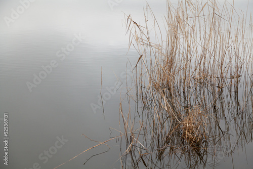 Dry reed grows in the water of a natural reservoir....