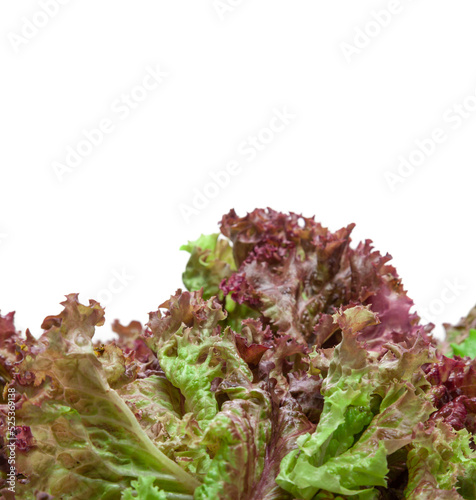 Washed lettuce salad isolated on white background....