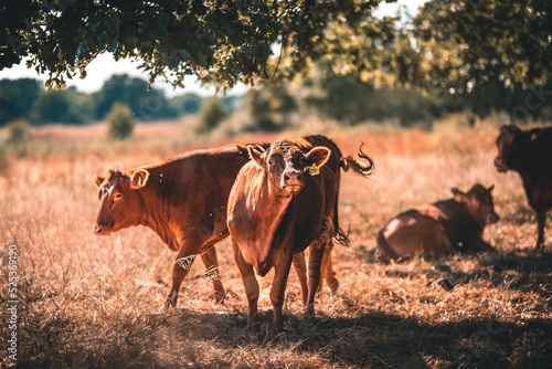 Fototapeta Naklejka Na Ścianę i Meble -  Kuh / Limousin-Rind auf sommerliche trockener Weide in einer Herde