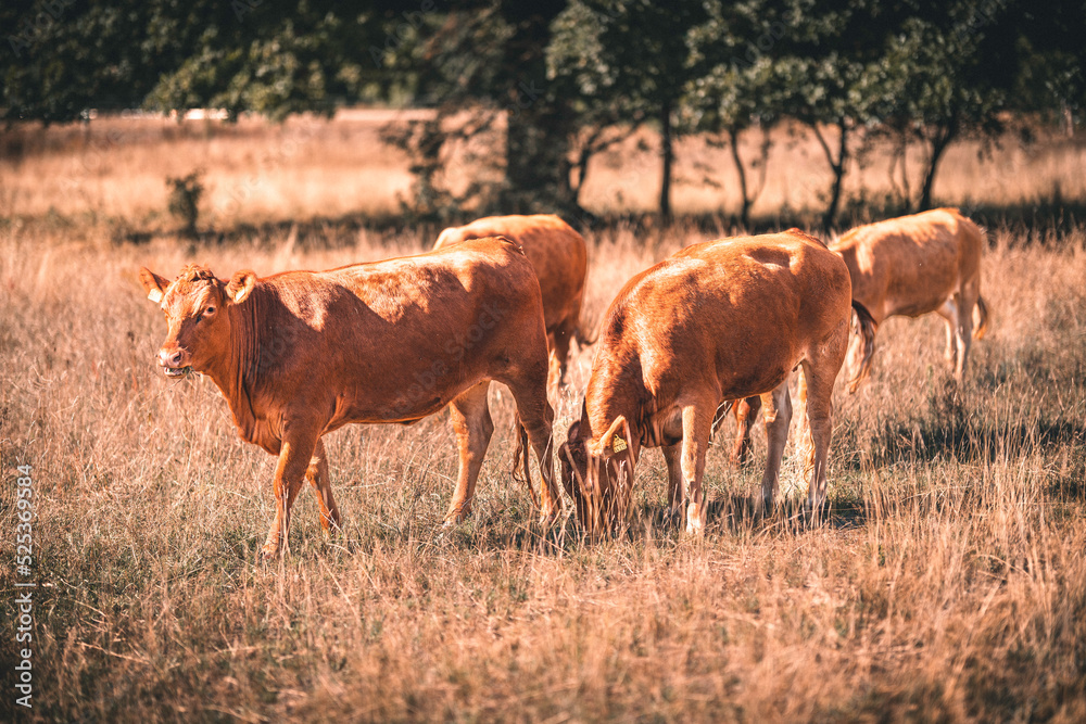 Kuh / Limousin-Rind auf sommerliche trockener Weide in einer Herde Kuh / Limousin-Rind auf sommerliche trockener Weide in einer Herde